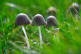 Pilze von Frank Amez (Alstamarisphotography)