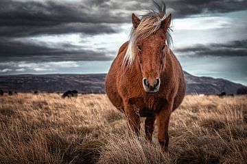 IJslands paard in IJsland van Marco Rutten