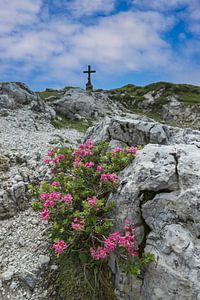 Alpine Roses by Walter G. Allgöwer