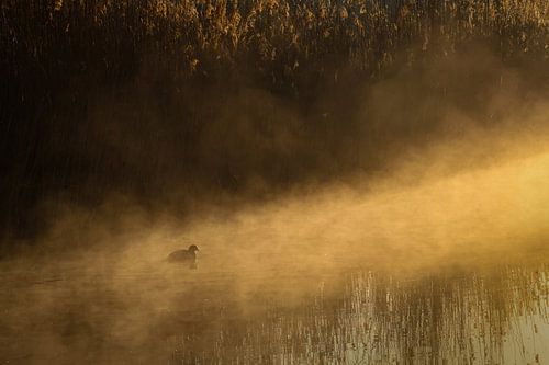 Vogel in ochtendmist tijdens zonsopkomst