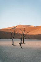Arbres morts dans le Deadvlei (Sossusvlei) en Namibie