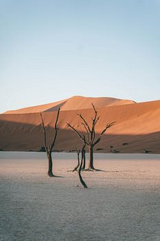 Arbres morts dans le Deadvlei (Sossusvlei) en Namibie