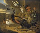 Pfauen, ein Hahn, Tauben, eine Schwalbe und andere Vögel in einer Landschaft, Melchior d'Hondecoeter von Meisterhafte Meister Miniaturansicht
