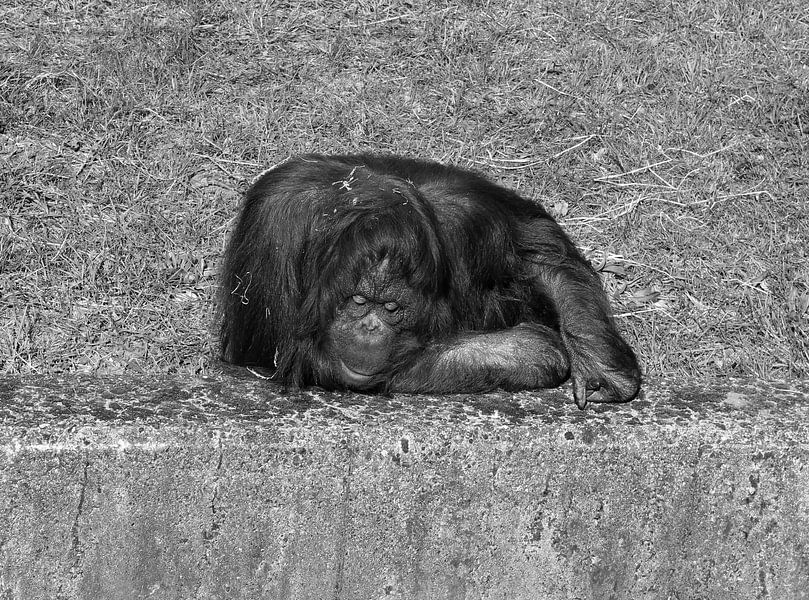 Orang-Utan in Schwarz und Weiß von Jose Lok