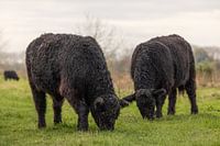Grazing Galloway cattle in the Netherlands