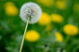 Faded dandelion with fresh yellow dandelion on a green meadow by Animaflora PicsStock