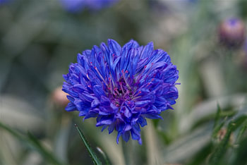 Intense Blue Cornflower in Macro
