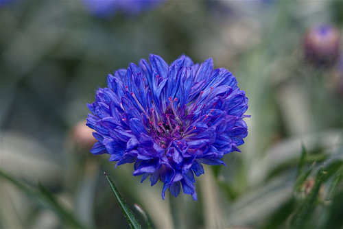Intensiv blaue Kornblume in Nahaufnahme
