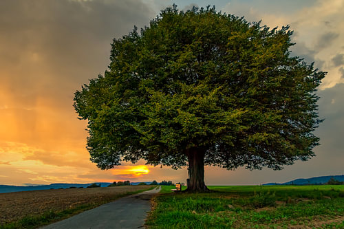 Sonnenuntergang am Lebens Baum