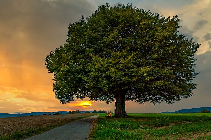 Sunset at the life tree by MindScape Photography