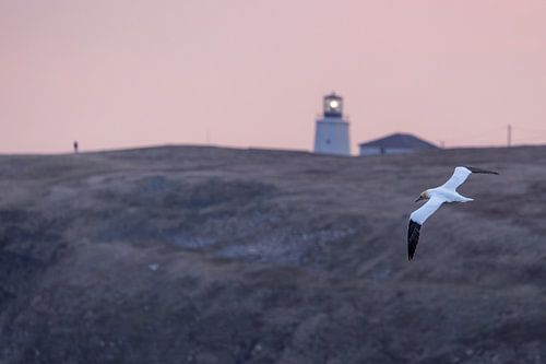 Gannet in flight by Menno Schaefer