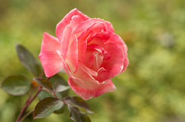 Gros plan horizontal sur une rose rose en soie sur Milcho Milev