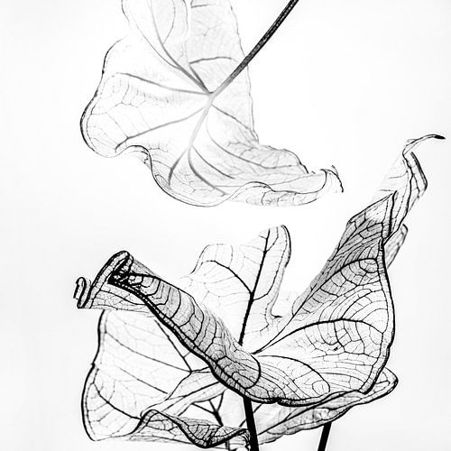 Catch me when I fall 2 Basic Japandi in Zwart-wit