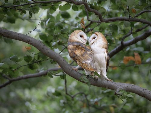 Togetherness – two barn owls beneath the canopy by Christina Bauer Photos