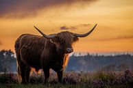 Schotse Hooglander in paarse heide tijdens warme zonsondergang van Krijn van der Giessen thumbnail