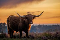 Schotse Hooglander in paarse heide tijdens warme zonsondergang