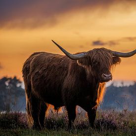 Highlander écossais dans la bruyère violette lors d'un chaud coucher de soleil sur Krijn van der Giessen