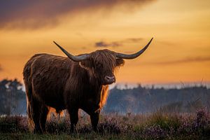 Schotse Hooglander in paarse heide tijdens warme zonsondergang van Krijn van der Giessen