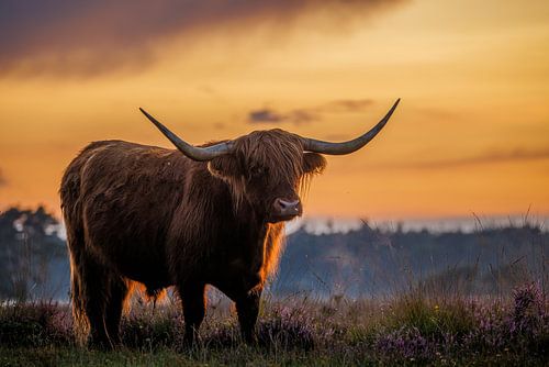 Highlander écossais dans la bruyère violette lors d'un chaud coucher de soleil sur Krijn van der Giessen