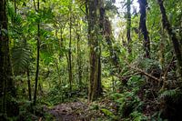 Panamanian rainforest