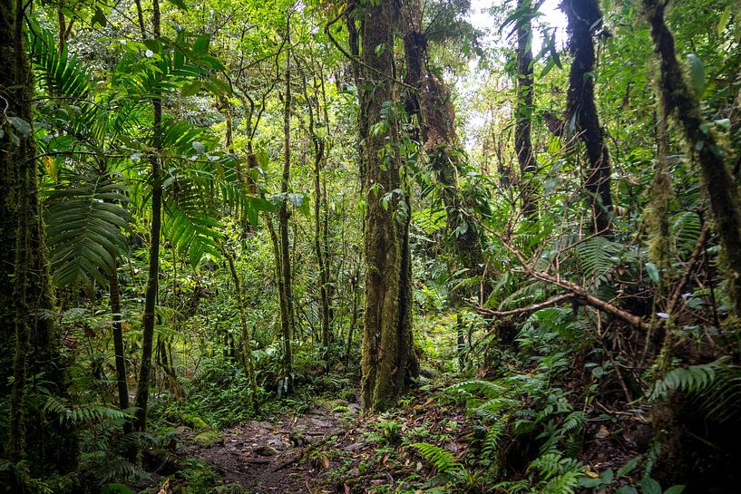 Panamees regenwoud van Michiel Dros