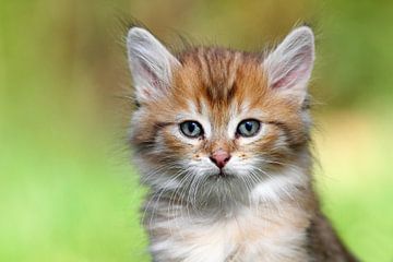 Kleine schattige kat