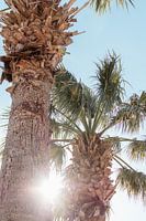 Sunset Palm