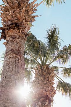 Sunset Palm by Levfotografie