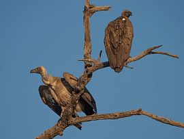 lacet sur une branche