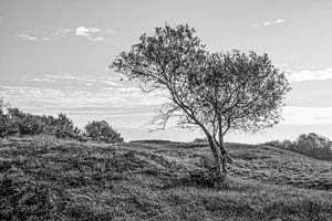 Tree van Wessel Krul