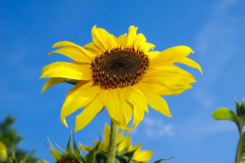 Sunflower by Berthold Werner