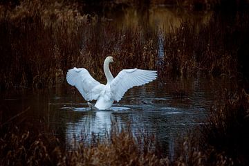 Swan at the morning bath by Roland Brack