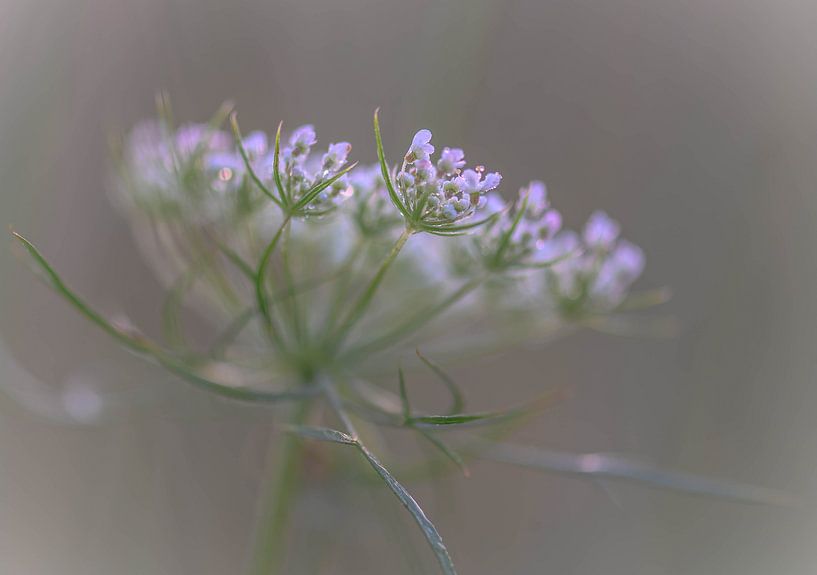 weicher Ammi Majus von Tania Perneel