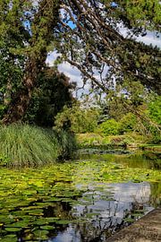 A beautiful, peaceful park with trees and water lilies in a pond