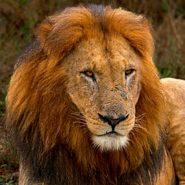Majestic Male African Lion Portrait with Dark Mane van Johannes Jongsma