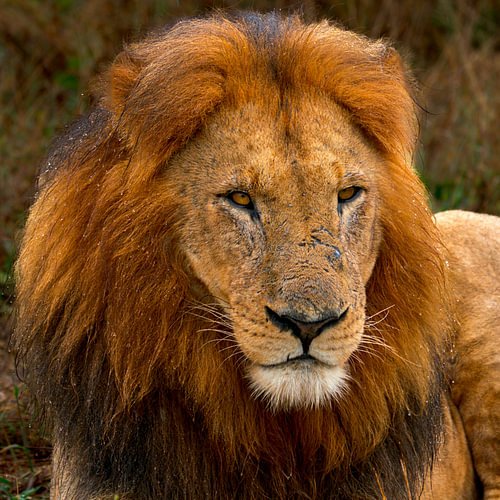 Majestic Male African Lion Portrait with Dark Mane