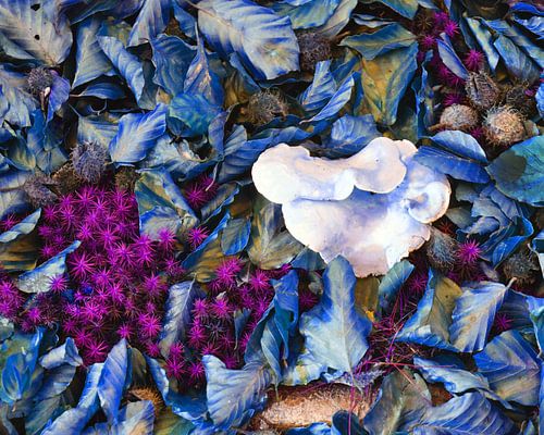 kleurrijk bosbladeren