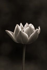 Tulip | Black and White | Keukenhof | Spotlight