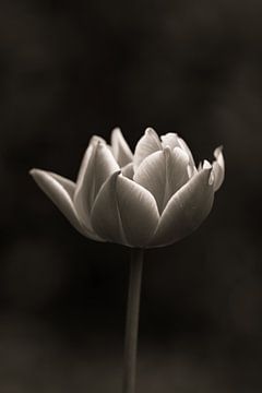 Tulipe | Noir et blanc | Keukenhof | Spotlight sur Wandeldingen