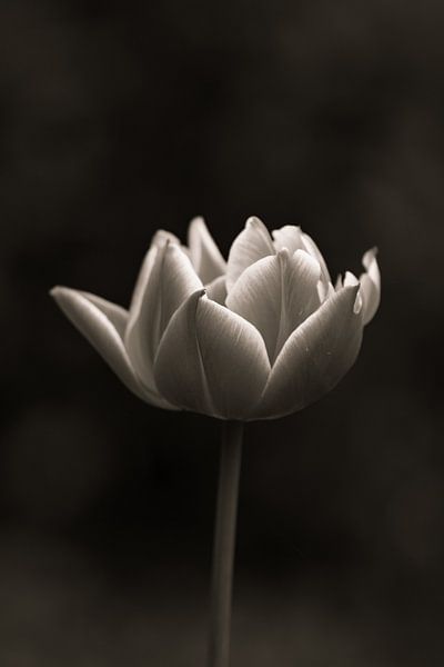Tulpe | Schwarz und Weiß | Keukenhof | Spotlight von Wandeldingen