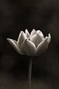 Tulpe | Schwarz und Weiß | Keukenhof | Spotlight von Wandeldingen Miniaturansicht