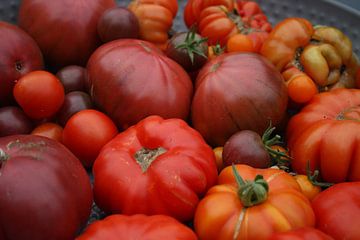 Tomatenoogst van Jose Vink