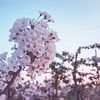 Le printemps dans le verger X - Fleurs de poirier sur fond de ciel pastel sur Daan Duvillier | Dsquared Photography