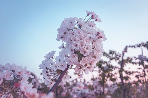 Le printemps dans le verger X - Fleurs de poirier sur fond de ciel pastel