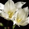weiß auf schwarz - Tulpenpaar von Christine Nöhmeier
