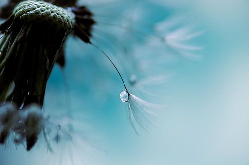 drop on a dandelion