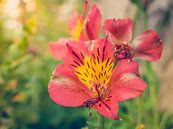 Rot-Orange Blumen im Sonnenlicht von Art By Dominic Miniaturansicht