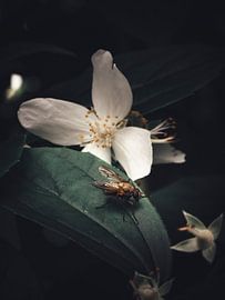 Die Fliege und der falsche Jasmin