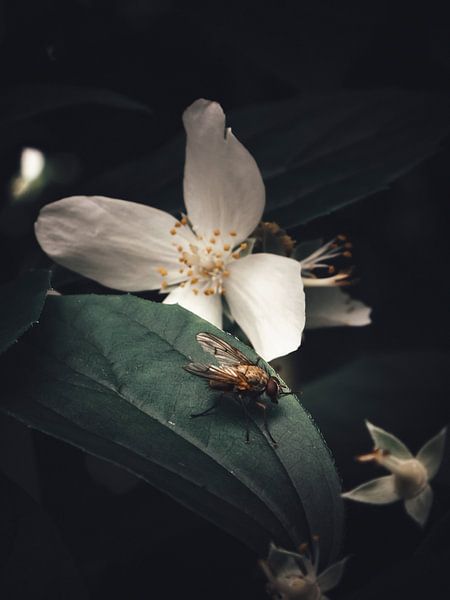 The fly and the false jasmine by KiM Photo