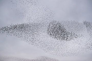 Many, many starlings